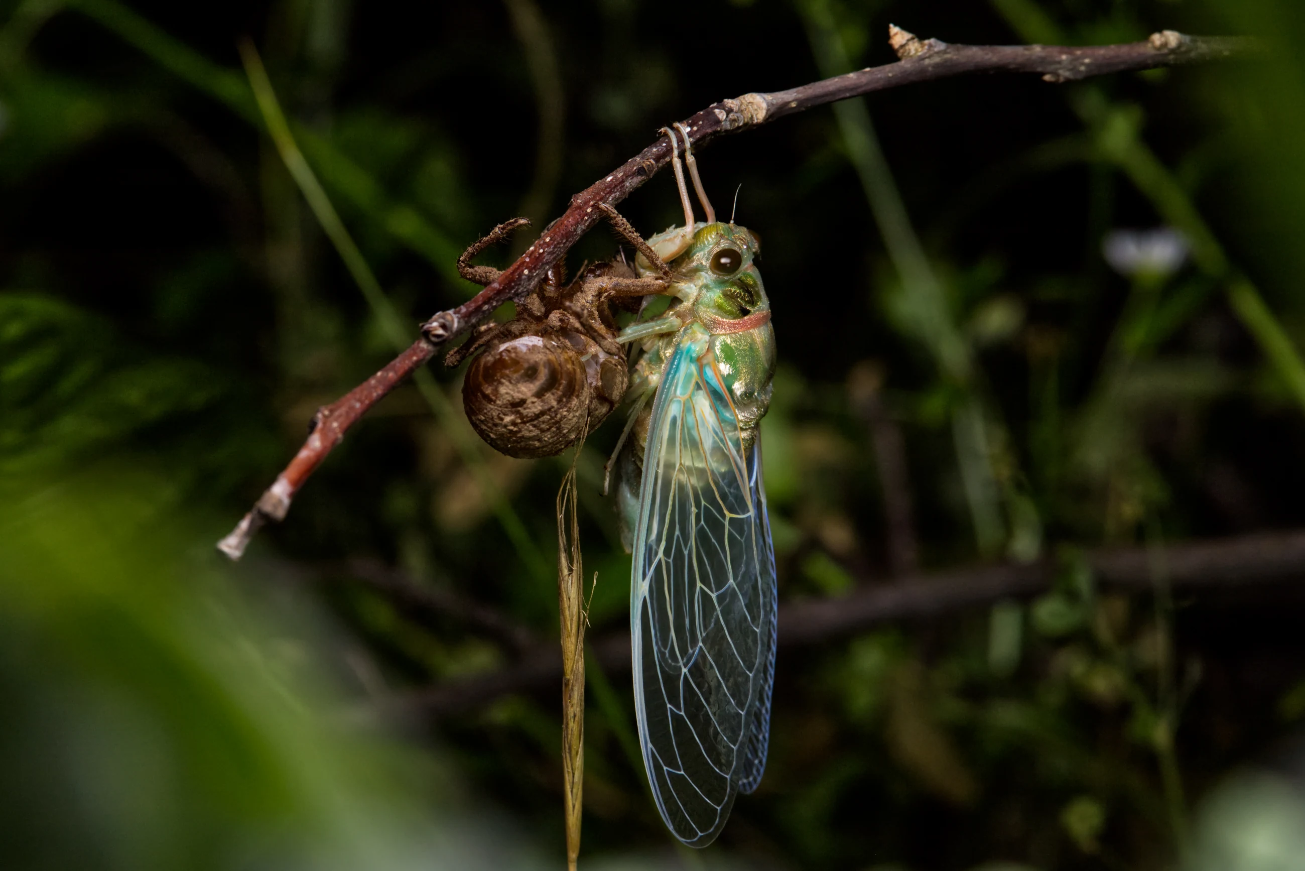 A newly emerged cicada beside its empty shell on a branch at night.