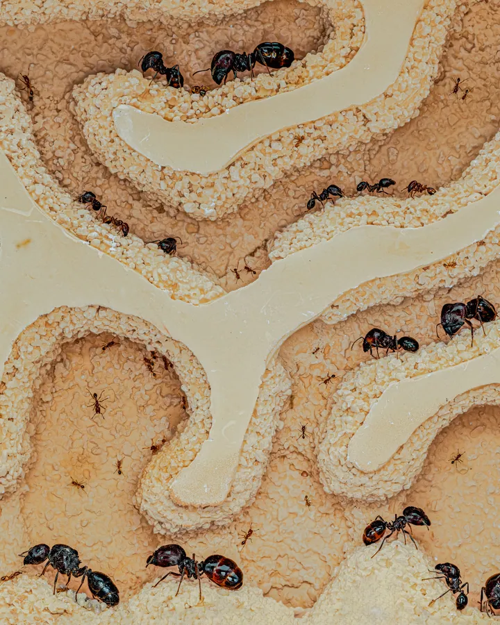 Ants moving through branching chambers in a pale earthen nest.