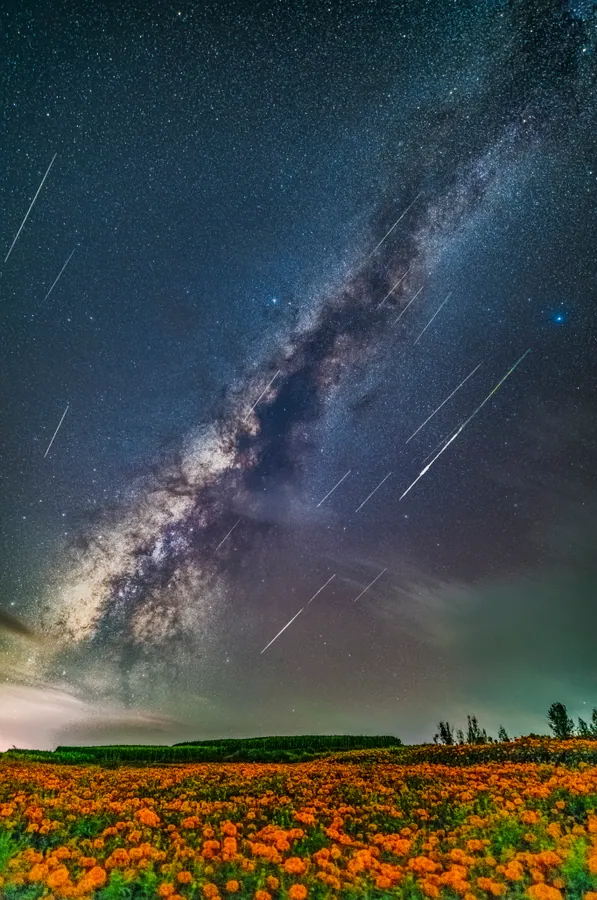 The Milky Way and meteor trails above an orange marigold field at night.